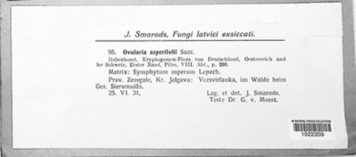 Ovularia asperifolii image